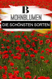 Schone Mohnblumen Von Filigran Bis Uppig Mohnblume Blumen Garten Bepflanzen