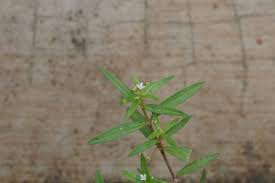 Image result for Oldenlandia