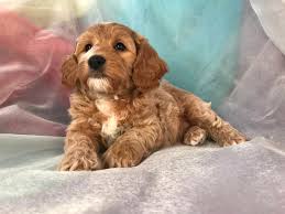 He's going to want to play outdoors every day on a couple of walks. Cockapoo Puppies For Sale Cockapoo Breeder In Iowa