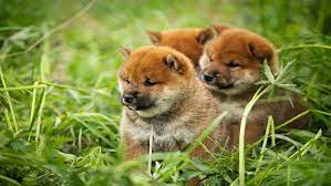 Elon musk thinks we're pretty cool. Dogecoin Price Doge Price Index And Live Chart Coindesk