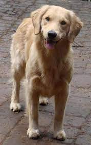 Golden Retriever Breeder Oregon Golden Retriever Puppies Golden Retriever Retriever Puppy Golden Retriever Breeder