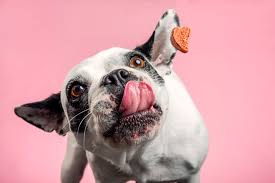 I can't do the zip up on this dress! Dog Food Cat Food How To Help Your Pet Thrive The Strand Veterinarian