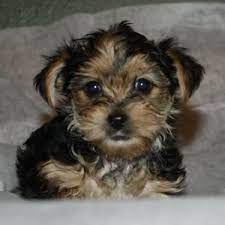 Shih tzu mix poodle puppies. Shih Tzu Puppies Females For Sale In Springfield Missouri Classified Americanlisted Com