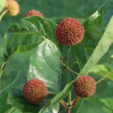 Image result for Cephalanthus