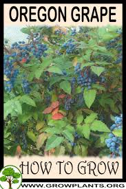 Grapes can be eaten fresh as table grapes or they can be used for making wine, jam, grape juice, jelly, grape seed extract, raisins, vinegar, and grape seed oil. Oregon Grape How To Grow Care