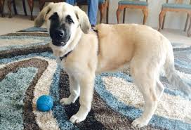 The great pyrenees german shepherd mix is a giant crossbreed, and with big dogs come significant needs and personalities. 13 Week Old German Shepherd Great Pyrenees Mix Great Pyrenees Popular Dog German Shepherd