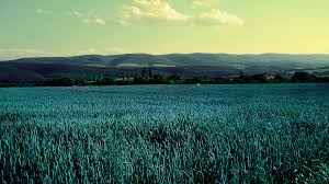 Field Of Glory High Definition High Resolution Hd Wallpapers