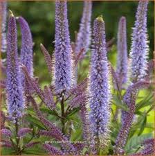 Virginische Ereprijs Zwarte Ereprijs Violetblauw Juli September 90 Cm Zon Halfschaduw Normaal Pot 9 Cm Daglelie Tuinplanten Planten