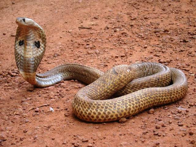 Resultado de imagem para indian snake"