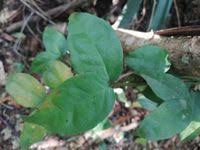 Image result for Gnetum africanum