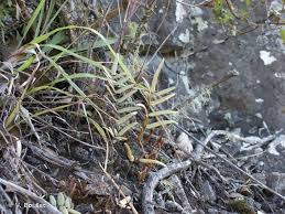 Image result for Pellaea dura