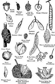 We did not find results for: Identifying Tree Seeds Tree Identification Tree Study Identifying Trees