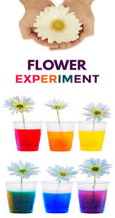 Use colored tissue to make colorful flowers. Flower Experiment For Kids
