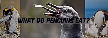 Check spelling or type a new query. What Do Penguins Eat Penguins Eat Chums