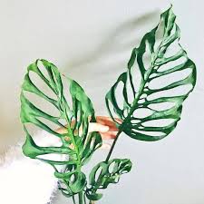 Stek De Stadstuinwinkel On Instagram Some More Fenestration Monstera Adansonii Epipremnoides And Obliqua Vaxter Blommor