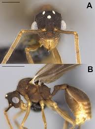 Image result for Anthericopsis