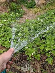 Beyond that, older plants tend to wear out. How To Transplant Strawberries Diy Danielle