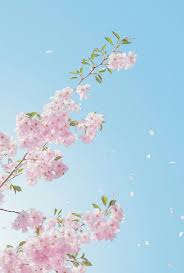 Pemandangan bunga sakura wallpapersc iphone7plus via wallpaper.sc. Pin Oleh Dudinha Chan Di F Lower Bunga Sakura Pemandangan Khayalan Fotografi Seni