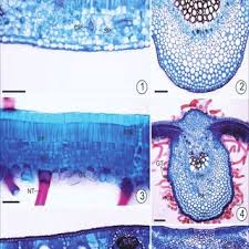 Image result for Setaria pseudaristata