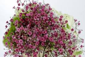 There are many reasons why your baby's breath might smell off, which can range from treatable, everyday causes like pacifier use, diet, and oral hygiene, to more serious issues like illness or health conditions. On Valentine S Day Israeli Flowers Are Smelling Better Than Ever The Jerusalem Post