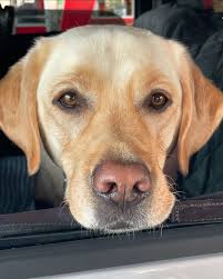 Doumar's Cones and Barbecue(@doumarsdrivein) • Instagram 사진 및 동영상