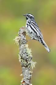 Black And White Warbler Song Pin On Birds