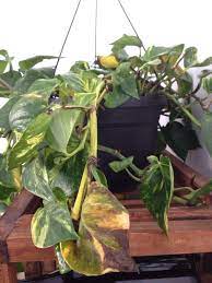 Pothos Plant Problems Plants Pothos Plant Plant Leaves Turning Yellow