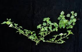 Image result for Pavonia senegalensis