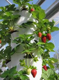 This productive vertical strawberry planter can grow 48 plants. Tower Farm Strawberries Tower Garden Strawberry Aeroponics Agrotonomy Tower Farms