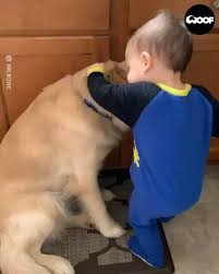Sometimes You Just Need A Friend To Snuggle With Video In 2020 Cute Funny Dogs Cute Baby Animals Cute Funny Animals