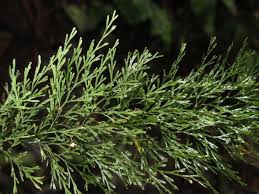 Image result for Polyphlebium