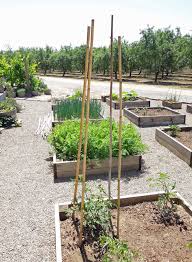 Build several and connect them with at the top with bamboo poles, creating an ideal trellis habitat for peas, tomatoes vines will latch onto the trellis, making your diy both functional and pleasing to the eye! Bamboo Tomato Cage