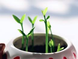 Use a sterilized sharp knife or pruning shears for this. How To Grow And Care For Bonsai Trees A Beginner S Guide Florgeous