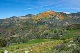 Trouvez des images de stock de spring flowers death valley en hd et des millions d'autres photos, illustrations et images vectorielles de stock libres de droits dans la collection shutterstock. 10 Best Places To See California Spring Blooms And Wildflowers This Life Of Travel