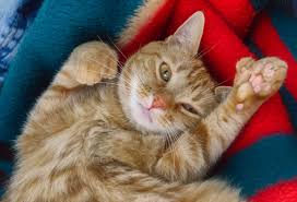 ‪10 Facts About Polydactyl Cats‬‏