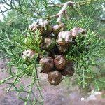 Image result for Widdringtonia nodiflora
