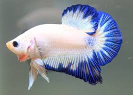 Pin By Aristenyo Silva On Betta Is Better Betta Fish Types Betta Aquarium Pet Fish