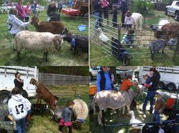Having Fun With Our Traveling Petting Zoo At Backyard Party Zoo Animals Petting Zoo Party Petting Zoo Birthday