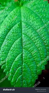 Image result for Tragia kirkiana