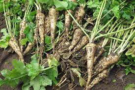 It can be grown from parsnip seeds as a parsnip crop on farmland. How To Grow Parsnips Rhs Gardening