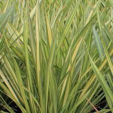 Image result for Phormium