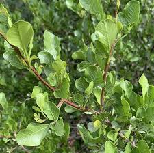 Image result for Searsia dentata