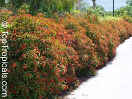 Image result for Hamelia patens