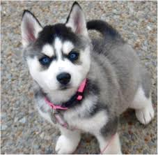 Here are some from nearby areas. Siberian Husky Puppies For Sale Craigslist