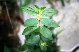 Image result for Euphorbia hirta