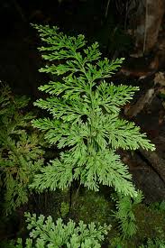 Image result for Trichomanes