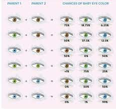 Baby Eye Color Prediction Eye Color Chart Eye Color Beautiful Eyeshadow