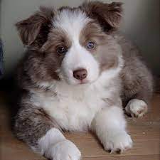 Border collie puppies for adoption. Border Collie Rescuers Australia Home Facebook