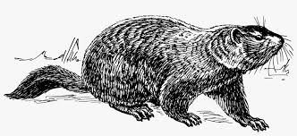 Xerus inauris, ground squirrel, african animal. Today Is Groundhog Day Free Black And White Clipart Groundhog Free Transparent Png Download Pngkey