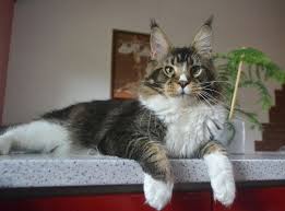 Black And White Tabby Maine Coon 